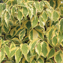 The variegated leaves of the summer gold dogwood tree