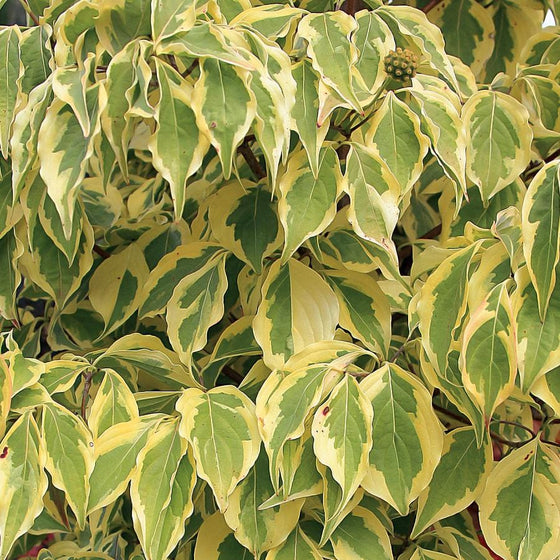 The variegated leaves of the summer gold dogwood tree