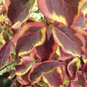 The multi-colored fall leaves of summer gold dogwood