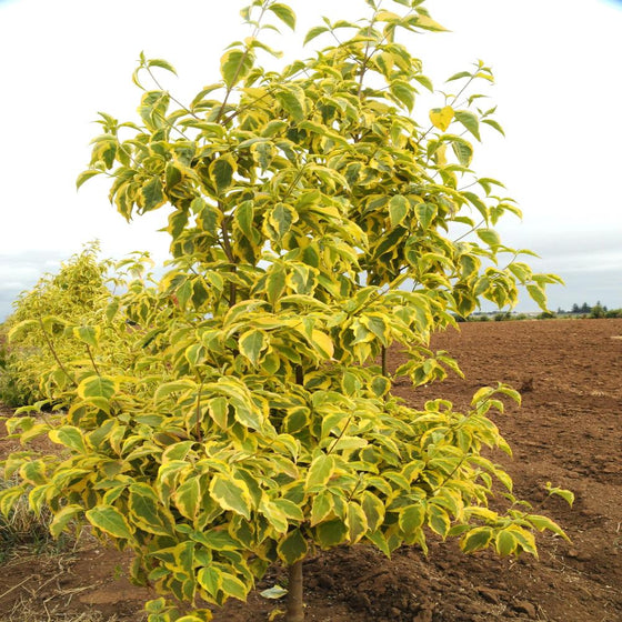 Golden variegated leaves of the Summer Gold Dogwood Tree