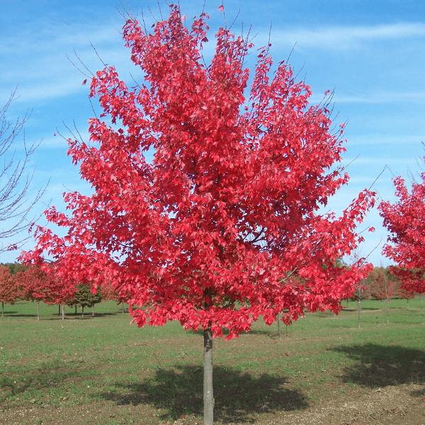 Red Pyramidal Maple Red Maple Tree In Summer