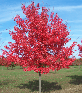Summer Red Maple