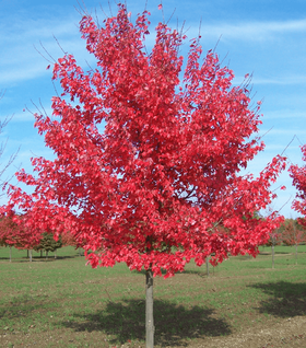 Summer Red Maple