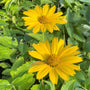 Mature Summer Sun False Sunflower
