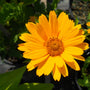 Close-up of Summer Sun Heliopsis showing semi-double golden petals surrounding a deep orange-yellow center