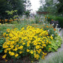 Summer Sun Heliopsis planted with coneflowers and ornamental grasses in a prairie-style garden