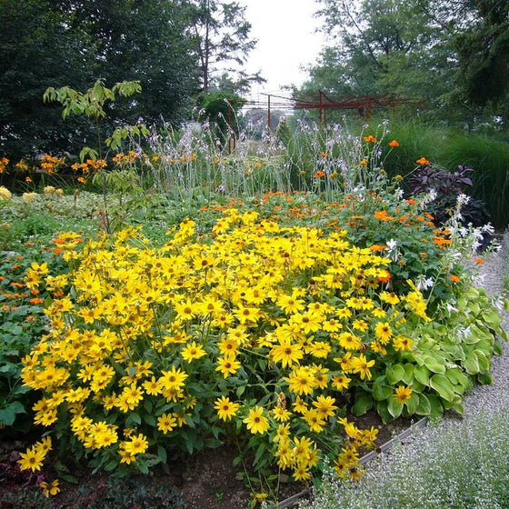 Summer Sun Heliopsis planted with coneflowers and ornamental grasses in a prairie-style garden