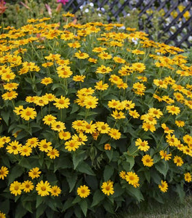 Summer Sun Heliopsis