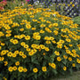 Mature Summer Sun False Sunflower forming an upright golden flowering clump in a sunny perennial border