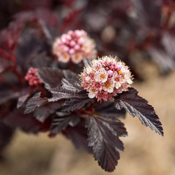 Summer Wine Ninebark with pinkish-white spring flower clusters against deeply lobed wine-purple foliage