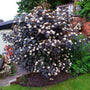 Mature Summer Wine Ninebark displaying graceful arching branches in a sunny mixed shrub border