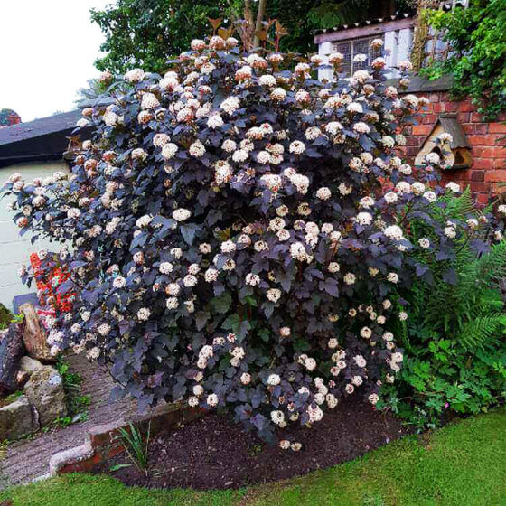 Mature Summer Wine Ninebark displaying graceful arching branches in a sunny mixed shrub border