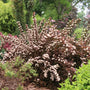 A flowering shrub with dense clusters of small pale pink blossoms, surrounded by green and burgundy garden plants in a landscaped outdoor setting.
