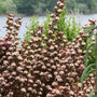 A dense shrub of pinkish-white clustered flowers with dark reddish-purple leaves, photographed outdoors in front of green foliage and a body of water.