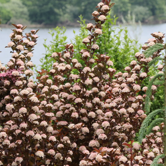 A dense shrub of pinkish-white clustered flowers with dark reddish-purple leaves, photographed outdoors in front of green foliage and a body of water.