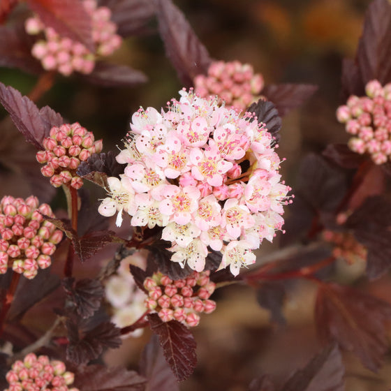 Close-up of a flowering plant with clusters of pale pink and white blossoms among dark reddish-purple leaves.