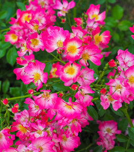 Pink Drift® Rose
