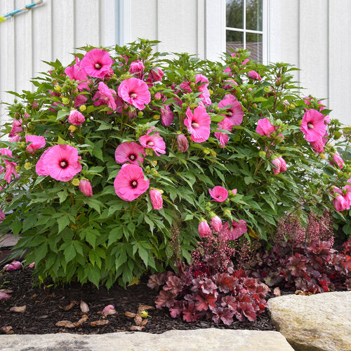Candy Crush Hibiscus | Bubblegum Pink Hardy Perennial