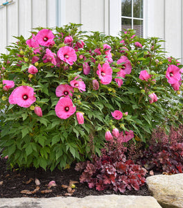 Summerific® Candy Crush Hibiscus