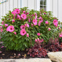 Candy Crush Hibiscus with huge bubblegum pink flowers and green foliage in a sunny garden