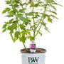 Potted Summerific Candy Crush Hardy Hibiscus plant with bright pink flowers in a Proven Winners nursery container.