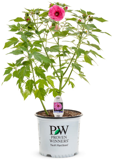 Potted Summerific Candy Crush Hardy Hibiscus plant with bright pink flowers in a Proven Winners nursery container.