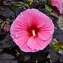 Edge of Night Hibiscus with jet-black leaves and bubblegum-pink summer blooms