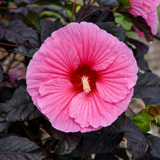 Edge of Night Hibiscus with jet-black leaves and bubblegum-pink summer blooms