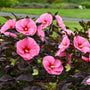 Summerific Edge of Night Hardy Hibiscus blooming with large pink flowers and dark foliage