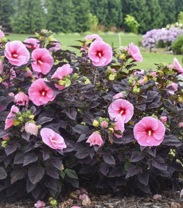 Summerific® Edge of Night Hardy Hibiscus