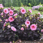 Edge of Night Hibiscus with huge bubblegum pink flowers and near-black foliage in a sunny garden