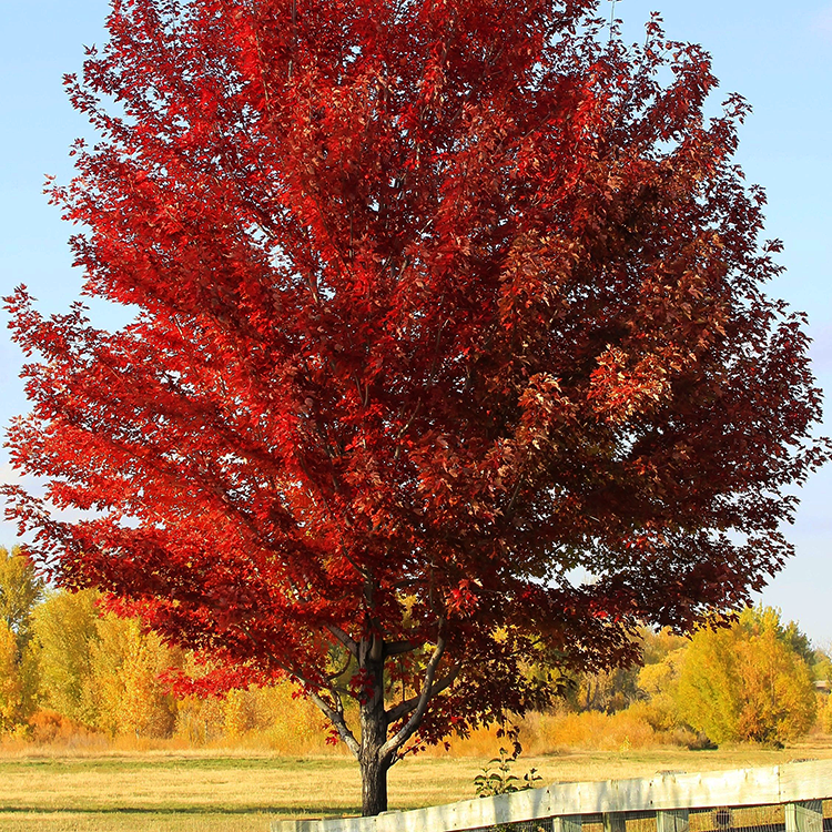 Sun Valley Maple for Sale | Seedless Red Maple Tree