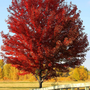 Medium-sized red maple tree with clean seedless habit and bright autumn foliage