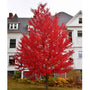 Sun Valley Maple Tree with bright red fall foliage growing as a seedless red maple shade tree in a sunny landscape