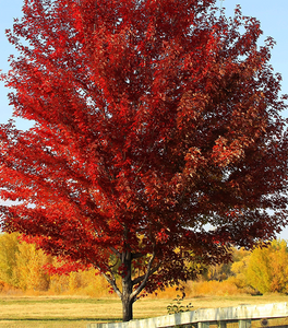 Sun Valley Maple
