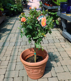 Amber Sunblaze® Miniature Rose – Tree Form