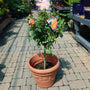 unique coral peach blooms on Amber Sunblaze® Miniature Rose – Tree Form