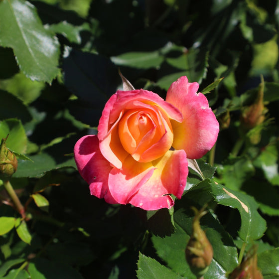 close up view of pink to yellow bloom on peach sunblaze miniature rose tree