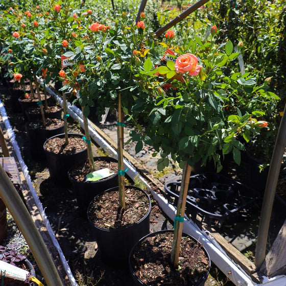 row of peach sunblaze trees in bloom