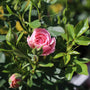 close up view of pale pink bloom on sweet sunblaze miniature rose tree