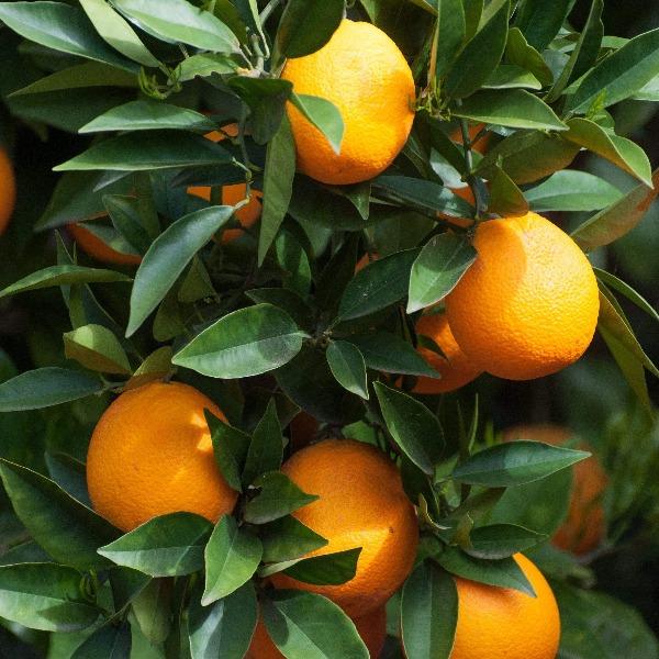 Sunburst Tangerine Trees for Sale Garden Goods Direct