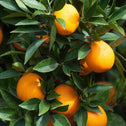 Sunburst Tangerine Tree is loaded with fruit
