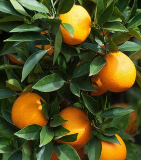 Sunburst Tangerine Tree