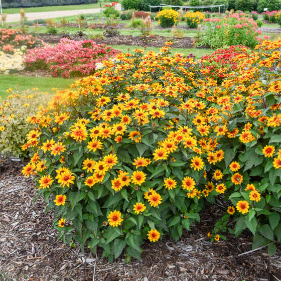 Mature Sundial False Sunflower forming a tall rounded clump in a sunny native perennial border