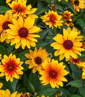 Sundial Heliopsis