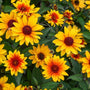 Sundial Heliopsis with golden daisy-like flowers and burnt orange-red eyes above dark olive-green foliage