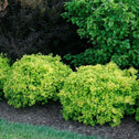 bright yellow green evergreen barberry shrub sunjoy citrus