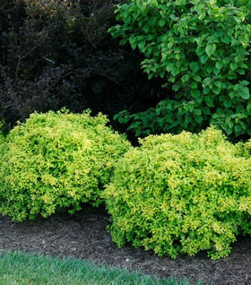 Sunjoy Citrus Barberry