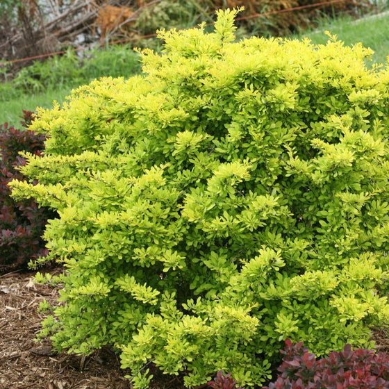 Vibrant Sunjoy Citrus Barberry shrub