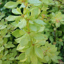 Close up of Sunjoy Citrus Barberry shrub